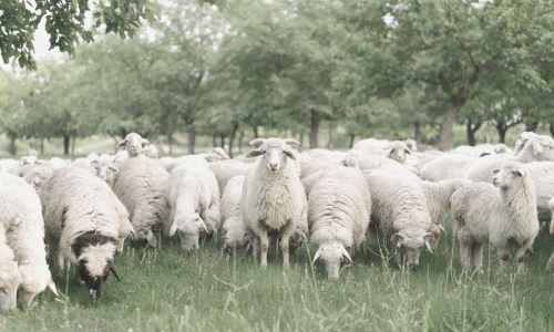 Merino sheep flock in field