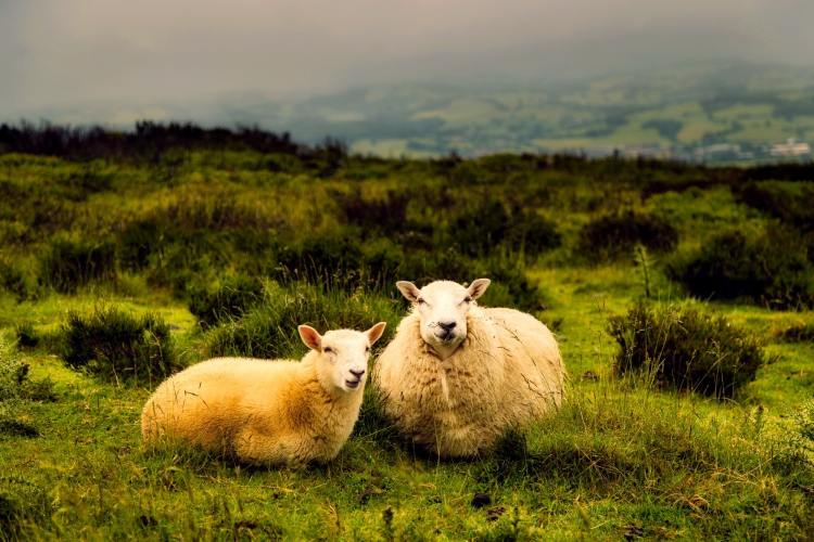 Sheep laying in a pasture