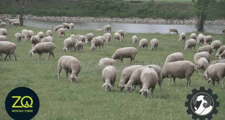 Sheep Grazing in a Field
