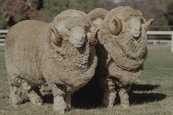 Three Merino Sheep