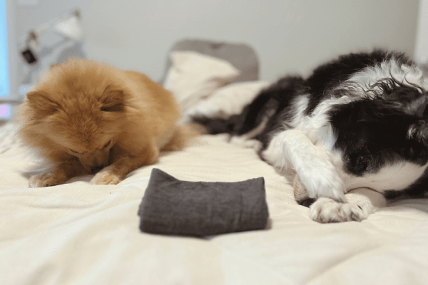 A folded Merino wool buff on a bed between two dogs